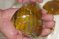 画像1: 【ウィンターセール対象個体】【ワイルドディスカス】【通販】ウラリアソリッドイエローセンターバー　ヤングスター（オレンジ目ー金目）【個体販売】9-11cm（生体）ウラリア産 (1)