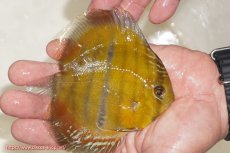 画像2: 【ウィンターセール対象個体】【ワイルドディスカス】【通販】ウラリアソリッドイエローセンターバー　ヤングスター（オレンジ目ー金目）【個体販売】9-11cm（生体）ウラリア産 (2)