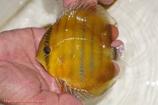 画像1: 【ウィンターセール対象個体】【ワイルドディスカス】【通販】ウラリアソリッドイエローセンターバー　ヤングスター（オレンジ目ー金目）【個体販売】9-11cm（生体）ウラリア産 (1)