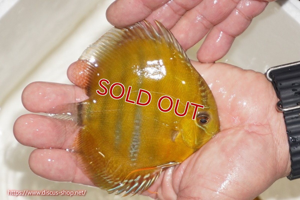 画像2: 【除夜の鐘20260円】【ワイルドディスカス】【通販】ウラリアソリッドイエローセンターバー　ヤングスター（オレンジ目ー金目）【個体販売】9-11cm（生体）ウラリア産【クーポン割引き有り！詳細は説明欄で】 (2)