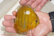 画像2: 【ウィンターセール対象個体】【ワイルドディスカス】【通販】ウラリアソリッドイエローセンターバー　ヤングスター（オレンジ目ー金目）【個体販売】9-11cm（生体）ウラリア産 (2)