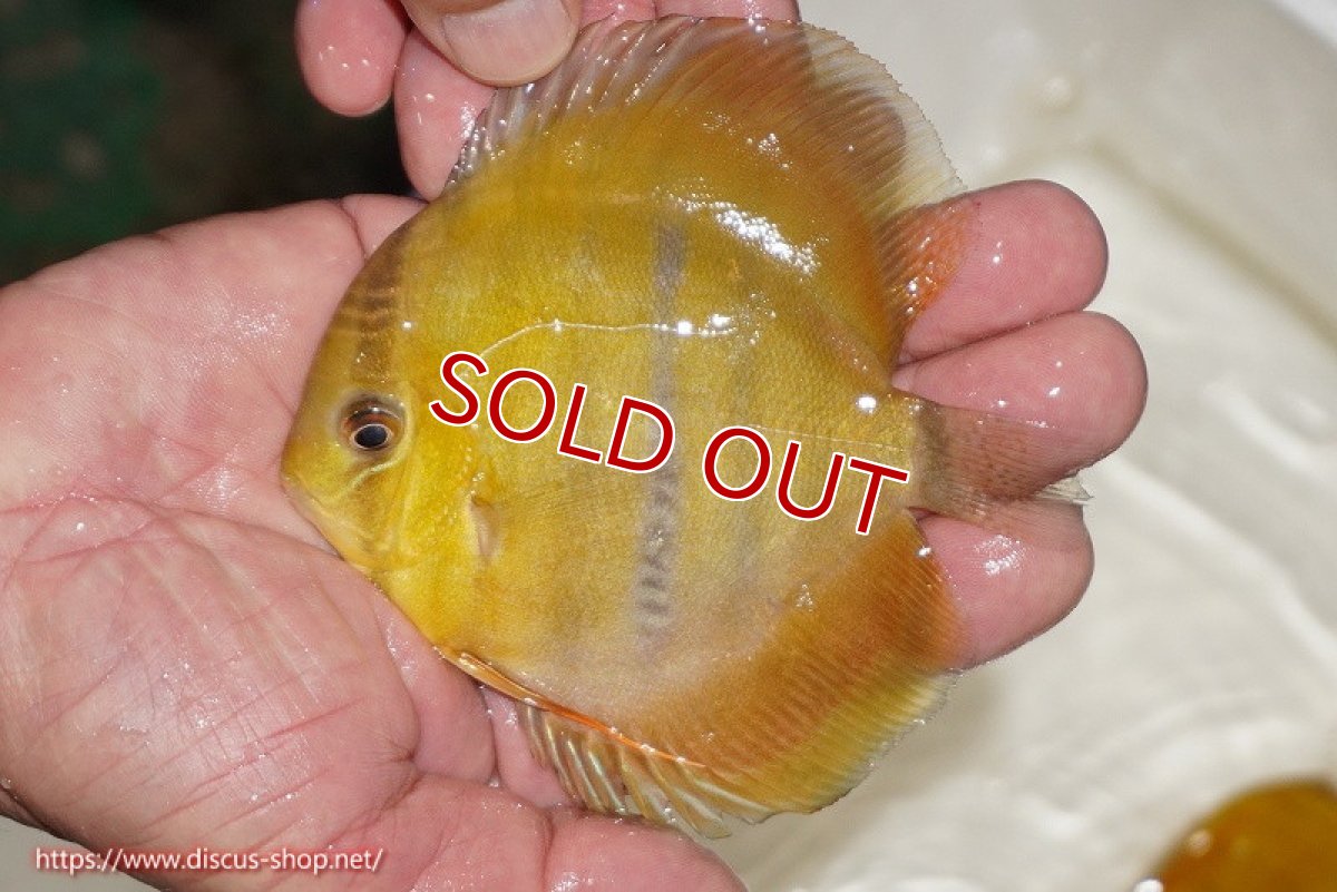 画像1: 【除夜の鐘20260円】【ワイルドディスカス】【通販】ウラリアソリッドイエローセンターバー　ヤングスター（オレンジ目ー金目）【個体販売】9-11cm（生体）ウラリア産【クーポン割引き有り！詳細は説明欄で】 (1)