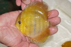 画像1: 【ウィンターセール対象個体】【ワイルドディスカス】【通販】ウラリアソリッドイエローセンターバー　ヤングスター（オレンジ目ー金目）【個体販売】9-11cm（生体）ウラリア産 (1)