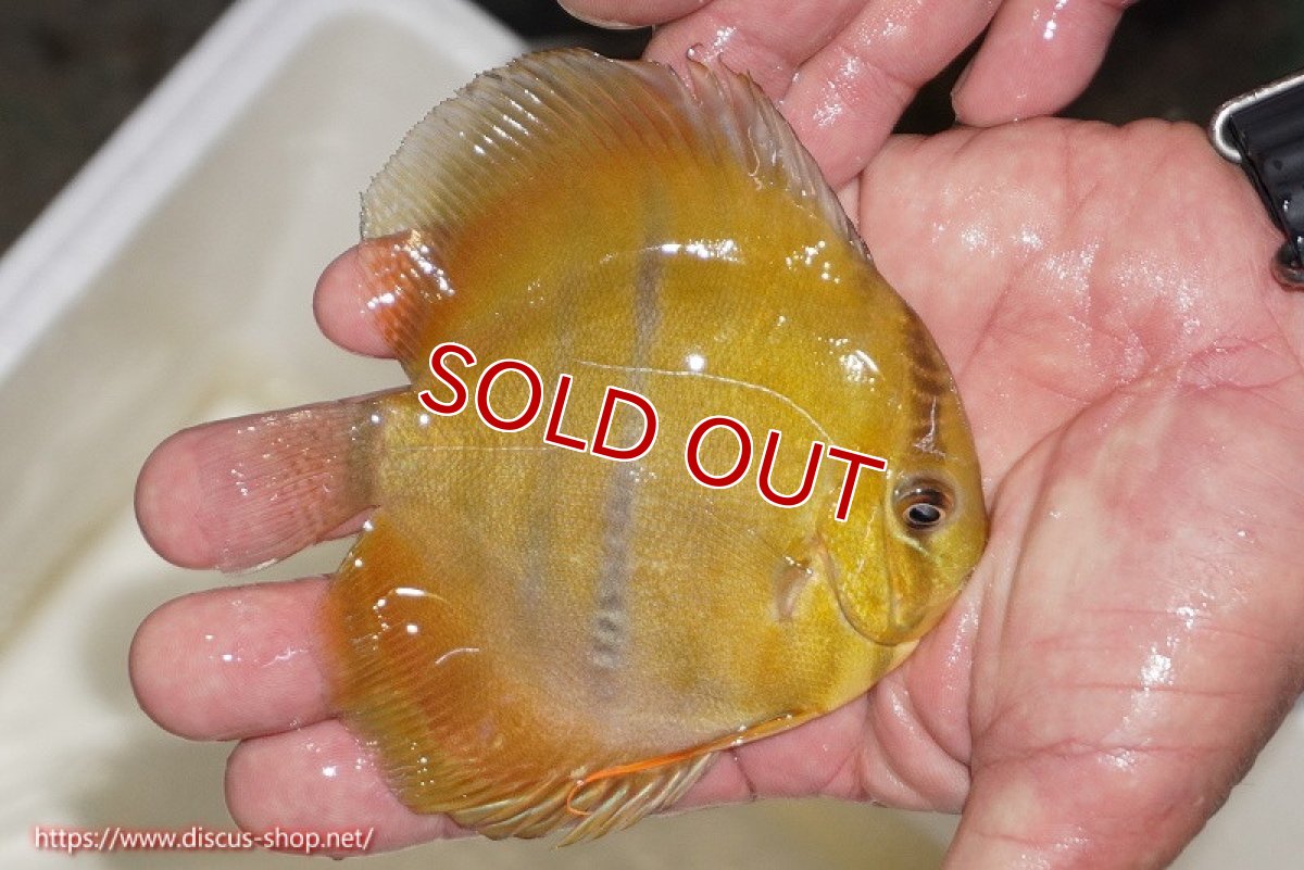 画像2: 【除夜の鐘20260円】【ワイルドディスカス】【通販】ウラリアソリッドイエローセンターバー　ヤングスター（オレンジ目ー金目）【個体販売】9-11cm（生体）ウラリア産【クーポン割引き有り！詳細は説明欄で】 (2)