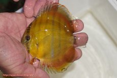 画像1: 【ウィンターセール対象個体】【ワイルドディスカス】【通販】ウラリアソリッドイエローセンターバー　ヤングスター（オレンジ目ー金目）【個体販売】9-11cm（生体）ウラリア産 (1)