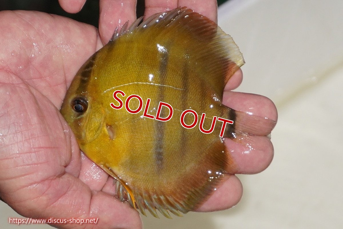 画像1: 【除夜の鐘20260円】【ワイルドディスカス】【通販】ウラリアソリッドイエローセンターバー　ヤングスター（オレンジ目ー金目）【個体販売】9-11cm（生体）ウラリア産【クーポン割引き有り！詳細は説明欄で】 (1)