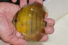 画像1: 【ウィンターセール対象個体】【ワイルドディスカス】【通販】ウラリアソリッドイエローセンターバー　ヤングスター（オレンジ目ー金目）【個体販売】9-11cm（生体）ウラリア産 (1)