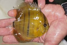 画像2: 【ウィンターセール対象個体】【ワイルドディスカス】【通販】ウラリアソリッドイエローセンターバー　ヤングスター（オレンジ目ー金目）【個体販売】9-11cm（生体）ウラリア産 (2)