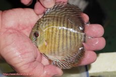 画像2: 【決算セール対象個体】【ワイルドディスカス】【通販】【激レア】マリマリワイルドスネークスキン【個体販売】11cm（生体）マリマリ産 (2)