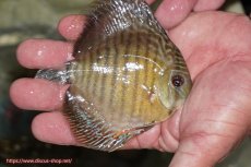 画像3: 【決算セール対象個体】【ワイルドディスカス】【通販】【激レア】マリマリワイルドスネークスキン【個体販売】11cm（生体）マリマリ産 (3)