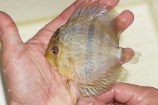 画像1: 【決算セールヤングスター祭り対象個体】【ワイルドディスカス】【通販】マリマリヘッケルクロスヤングスター【個体販売】9-11cm（生体）マリマリ産 (1)