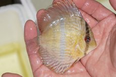 画像3: 【決算セールヤングスター祭り対象個体】【ワイルドディスカス】【通販】マリマリヘッケルクロスヤングスター【個体販売】9-11cm（生体）マリマリ産 (3)