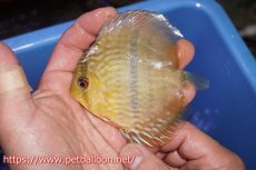 画像2: 【決算セールヤングスター祭り対象個体】【ワイルドディスカス】【通販】マリマリヘッケルクロスヤングスター【個体販売】9-11cm（生体）マリマリ産 (2)