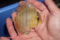 画像3: 【決算セールヤングスター祭り対象個体】【ワイルドディスカス】【通販】マリマリヘッケルクロスヤングスター【個体販売】9-11cm（生体）マリマリ産 (3)