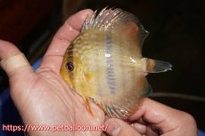 画像2: 【決算セールヤングスター祭り対象個体】【ワイルドディスカス】【通販】マリマリヘッケルクロスヤングスター【個体販売】9-11cm（生体）マリマリ産 (2)