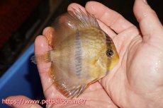 画像3: 【決算セールヤングスター祭り対象個体】【ワイルドディスカス】【通販】マリマリヘッケルクロスヤングスター【個体販売】9-11cm（生体）マリマリ産 (3)