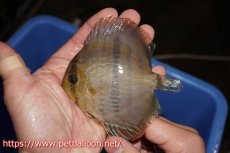 画像2: 【決算セールヤングスター祭り対象個体】【ワイルドディスカス】【通販】マリマリヘッケルクロスヤングスター【個体販売】9-11cm（生体）マリマリ産 (2)