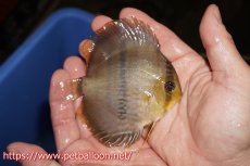 画像3: 【決算セールヤングスター祭り対象個体】【ワイルドディスカス】【通販】マリマリヘッケルクロスヤングスター【個体販売】9-11cm（生体）マリマリ産 (3)