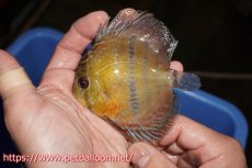 画像2: 【決算セールヤングスター祭り対象個体】【ワイルドディスカス】【通販】【激レア】マリマリソリッドセンターバーヤングスター【個体販売】9-11cm（生体）マリマリ産 (2)