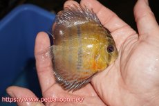 画像3: 【決算セールヤングスター祭り対象個体】【ワイルドディスカス】【通販】【激レア】マリマリソリッドセンターバーヤングスター【個体販売】9-11cm（生体）マリマリ産 (3)