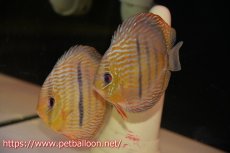 画像1: 【ワイルドディスカス】【通販】マリマリヘッケルクロス【個体ペア販売】14-15cm（生体）マリマリ産 (1)