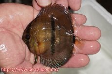 画像1: 【決算セールヤングスター祭り対象個体】【ワイルドディスカス】【通販】【激レア】マリマリソリッドセンターバーヤングスター【個体販売】9-11cm（生体）マリマリ産 (1)