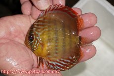画像1: 【決算セールヤングスター祭り対象個体】【ワイルドディスカス】【通販】【激レア】マリマリロイヤルヤングスター【個体販売】9-11cm（生体）マリマリ産 (1)