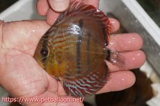 画像1: 【在庫一掃セール】【ワイルドディスカス】【通販】【入荷後未掲載個体】マリマリヘッケルクロス　ヤングスター【個体販売】9-10cm（生体）マリマリ産 (1)