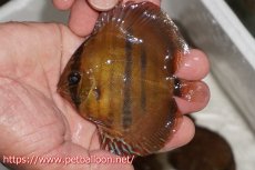 画像1: 【在庫一掃セール】【ワイルドディスカス】【通販】【入荷後未掲載個体】マリマリヘッケルクロス　ヤングスター【個体販売】8-9cm（生体）マリマリ産 (1)