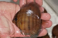 画像1: 【在庫一掃セール】【ワイルドディスカス】【通販】【入荷後未掲載個体】マリマリヘッケルクロス　ヤングスター【個体販売】8-9cm（生体）マリマリ産 (1)