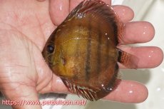 画像1: 【在庫一掃セール】【ワイルドディスカス】【通販】【入荷後未掲載個体】マリマリヘッケルクロス　ヤングスター【個体販売】8-9cm（生体）マリマリ産 (1)
