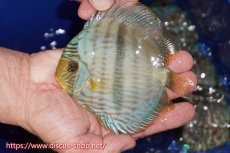 画像1: 【ワイルドディスカス】【通販】【激青】アバキシブルーフェイス【個体販売】12cm（生体）アバキシ産 (1)