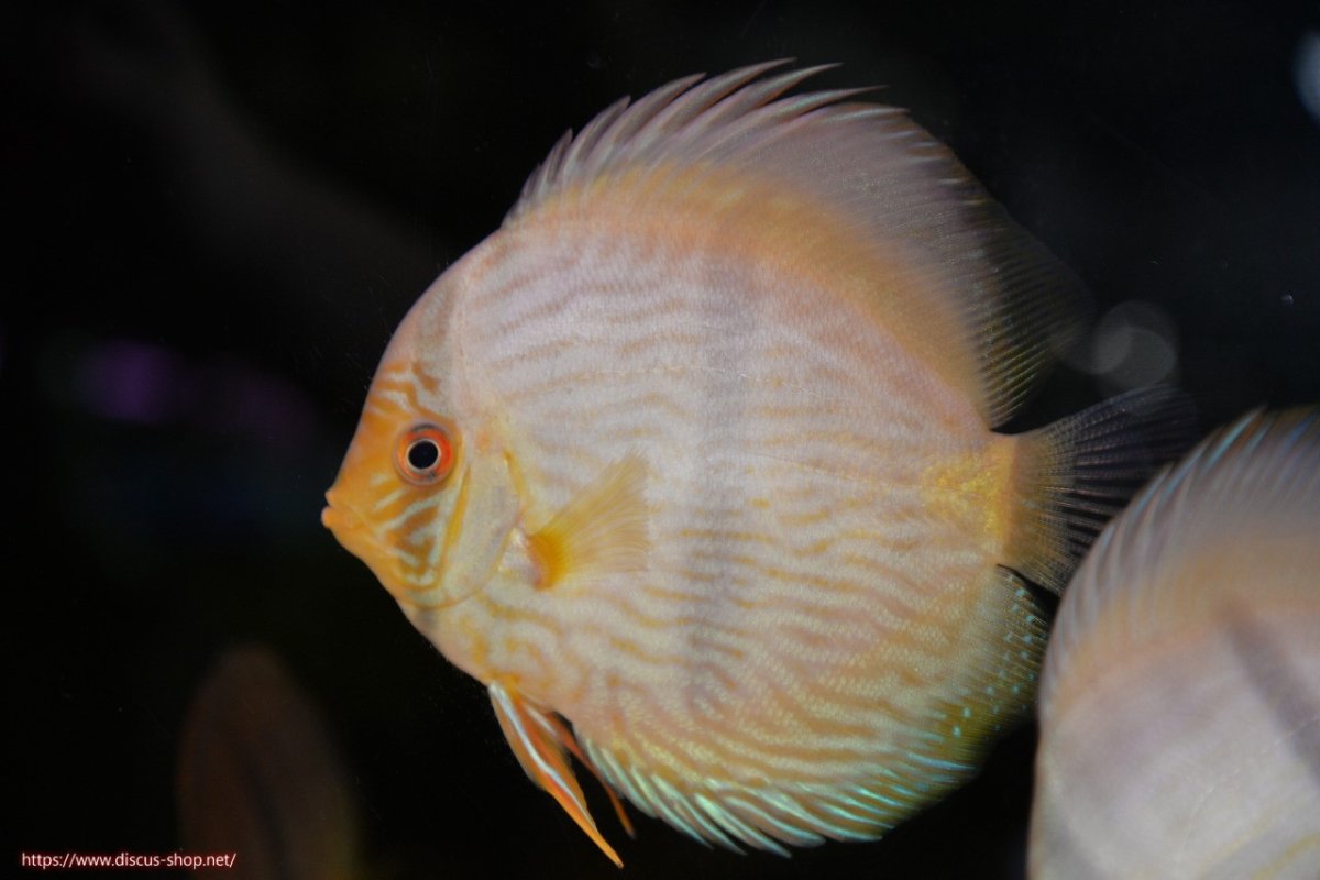 画像1: 【30周年記念セール対象個体】【ワイルドディスカス】【通販】【激青】アバキシブルーフェイス ヤングスター【個体販売】12cm（生体）アバキシ産 (1)