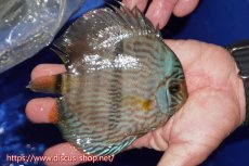 画像3: 【30周年記念セール対象個体】【ワイルドディスカス】【通販】【激青】アバキシブルーフェイス ヤングスター【個体販売】12cm（生体）アバキシ産 (3)