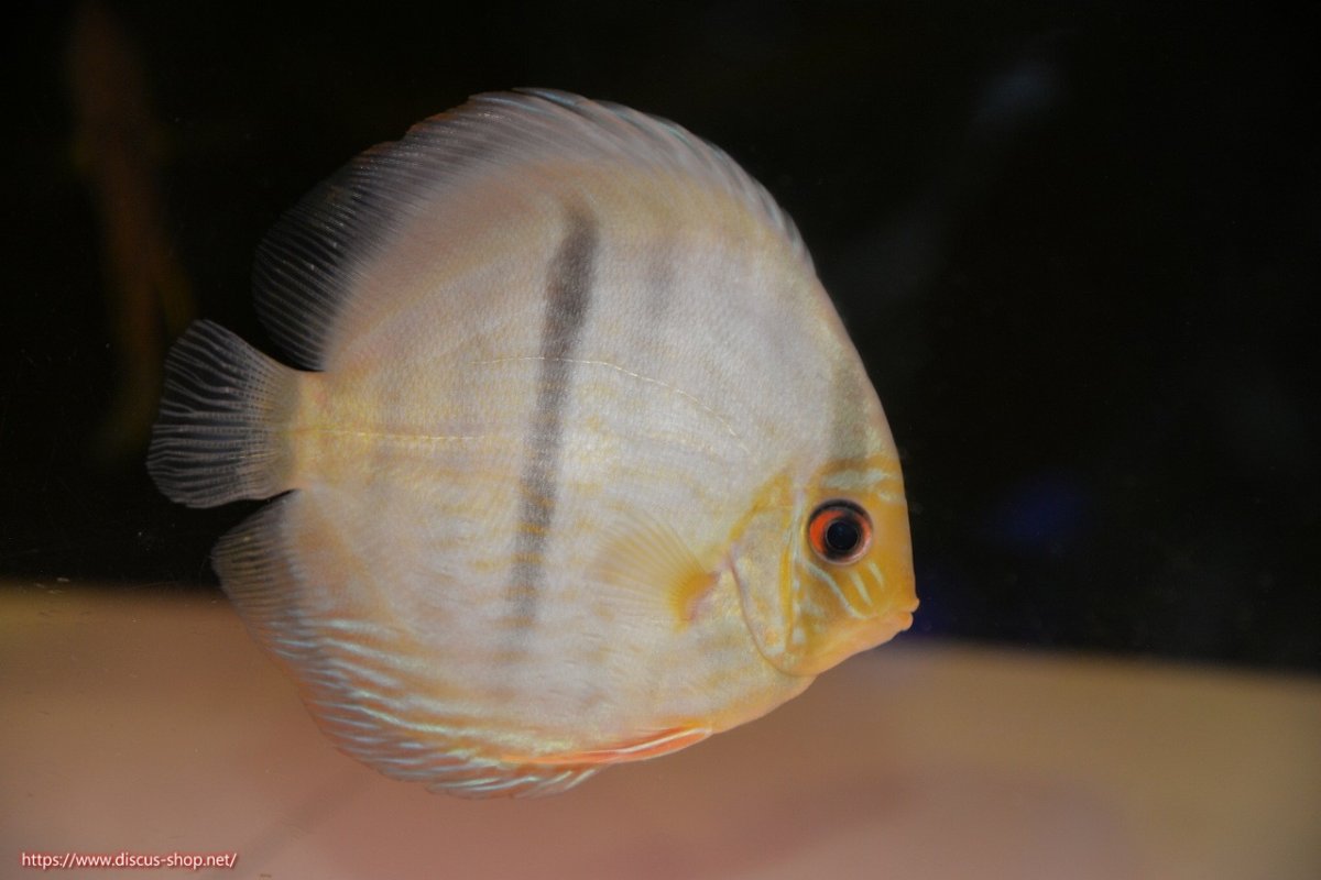 画像1: 【30周年記念セール対象個体】【ワイルドディスカス】【通販】【激青】アバキシブルーフェイス ヤングスター【個体販売】11cm（生体）アバキシ産 (1)