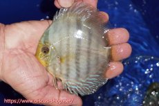 画像1: 【ワイルドディスカス】【通販】【激青】アバキシブルーフェイス【個体販売】11cm（生体）アバキシ産 (1)