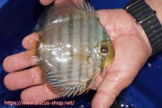 画像3: 【30周年記念セール対象個体】【ワイルドディスカス】【通販】【激青】アバキシブルーフェイス ヤングスター【個体販売】11cm（生体）アバキシ産 (3)