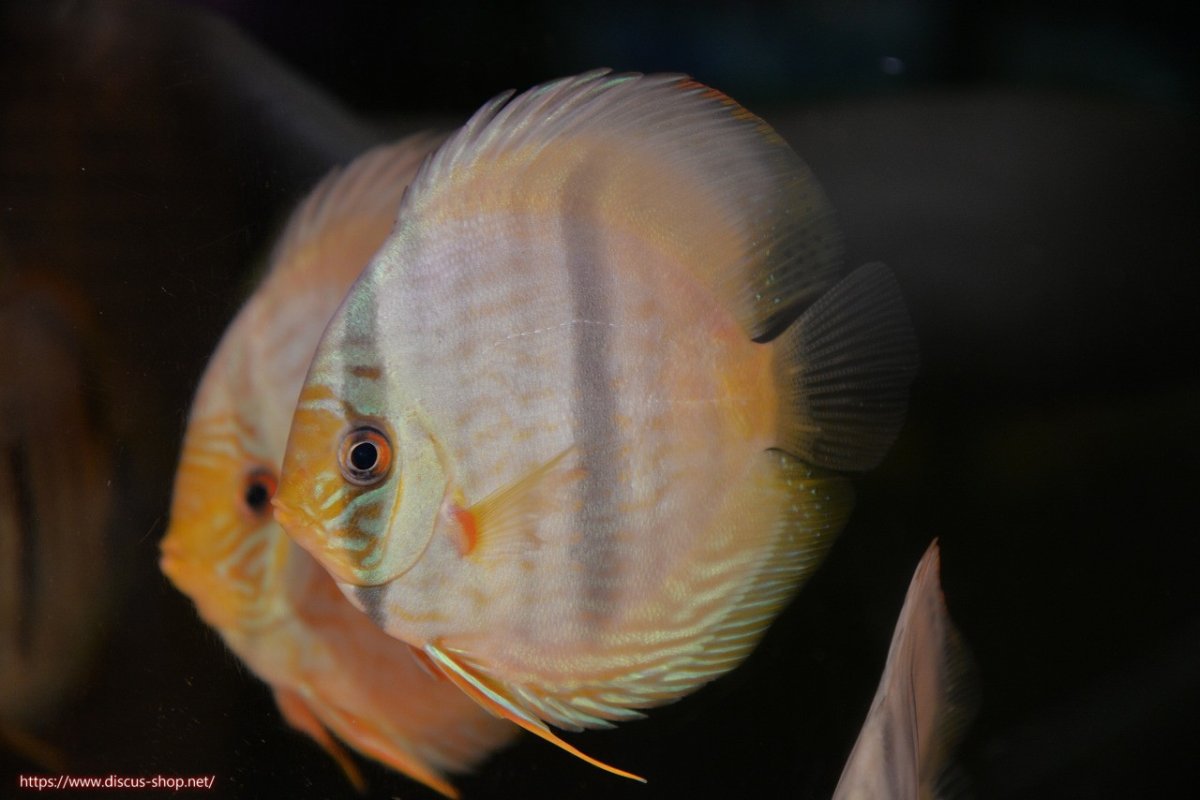 画像1: 【30周年記念セール対象個体】【ワイルドディスカス】【通販】【激青】アバキシブルーフェイス ヤングスター【個体販売】11cm（生体）アバキシ産 (1)