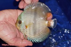 画像1: 【ワイルドディスカス】【通販】【激青】アバキシブルーフェイス【個体販売】11cm（生体）アバキシ産 (1)