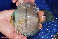 画像1: 【ワイルドディスカス】【通販】【激青】アバキシブルーフェイス【個体販売】12cm（生体）アバキシ産 (1)