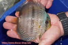 画像2: 【ワイルドディスカス】【通販】【激青】アバキシブルーフェイス【個体販売】12cm（生体）アバキシ産 (2)