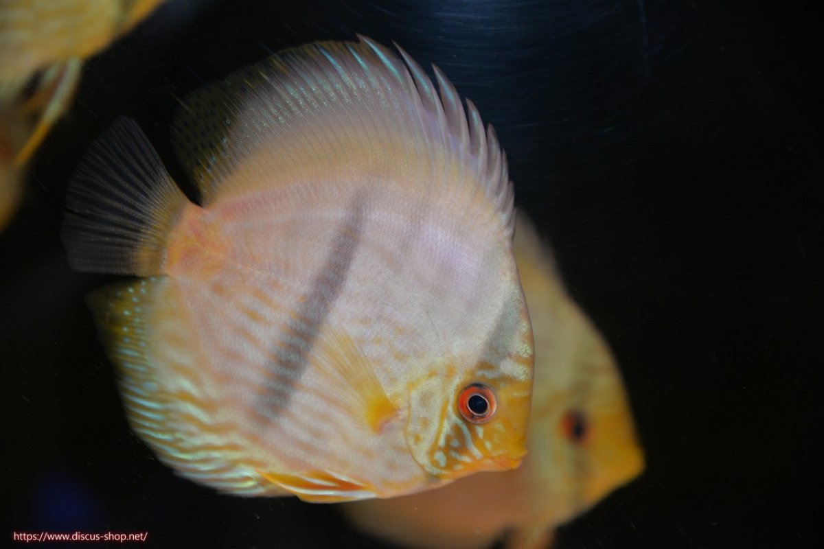 画像1: 【30周年記念セール対象個体】【ワイルドディスカス】【通販】【激青】アバキシブルーフェイス ヤングスター【個体販売】11cm（生体）アバキシ産 (1)