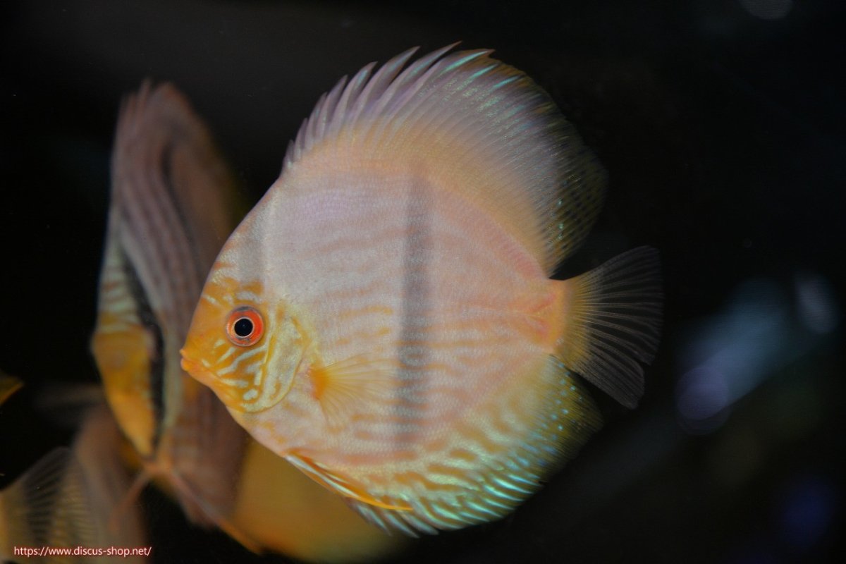 画像2: 【30周年記念セール対象個体】【ワイルドディスカス】【通販】【激青】アバキシブルーフェイス ヤングスター【個体販売】11cm（生体）アバキシ産 (2)