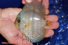 画像3: 【30周年記念セール対象個体】【ワイルドディスカス】【通販】【激青】アバキシブルーフェイス ヤングスター【個体販売】11cm（生体）アバキシ産 (3)