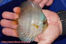 画像4: 【30周年記念セール対象個体】【ワイルドディスカス】【通販】【激青】アバキシブルーフェイス ヤングスター【個体販売】11cm（生体）アバキシ産 (4)