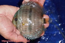 画像1: 【ワイルドディスカス】【通販】【激青】アバキシブルーフェイス【個体販売】12cm（生体）アバキシ産 (1)