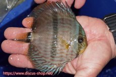 画像2: 【ワイルドディスカス】【通販】【激青】アバキシブルーフェイス【個体販売】12cm（生体）アバキシ産 (2)