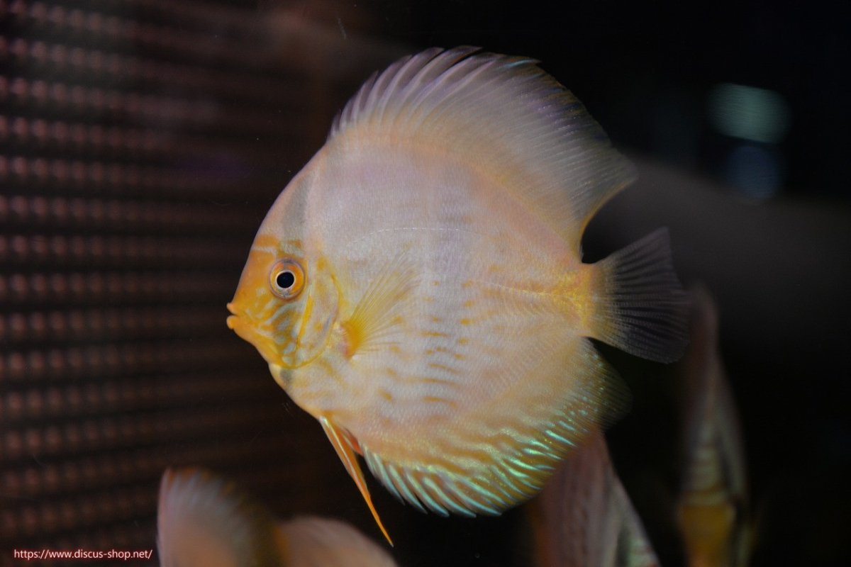 画像1: 【30周年記念セール対象個体】【ワイルドディスカス】【通販】【激青】アバキシブルーフェイス ヤングスター【個体販売】11cm（生体）アバキシ産 (1)