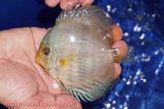 画像1: 【ワイルドディスカス】【通販】【激青】アバキシブルーフェイス【個体販売】11cm（生体）アバキシ産 (1)