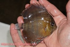 画像2: 【10％OFFクーポン対象個体】【ワイルドディスカス】【通販】ラーゴパラコニブラッドレッドヤングスター【個体販売】9-11cm（生体）パラコニ産 (2)